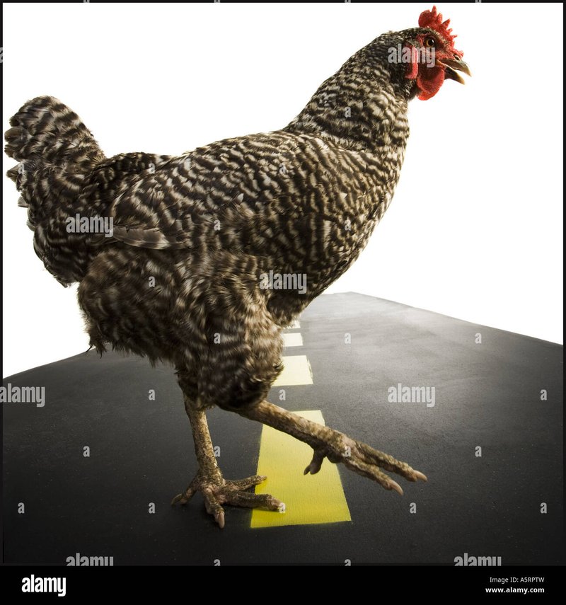 Explore chicken road 2 españa