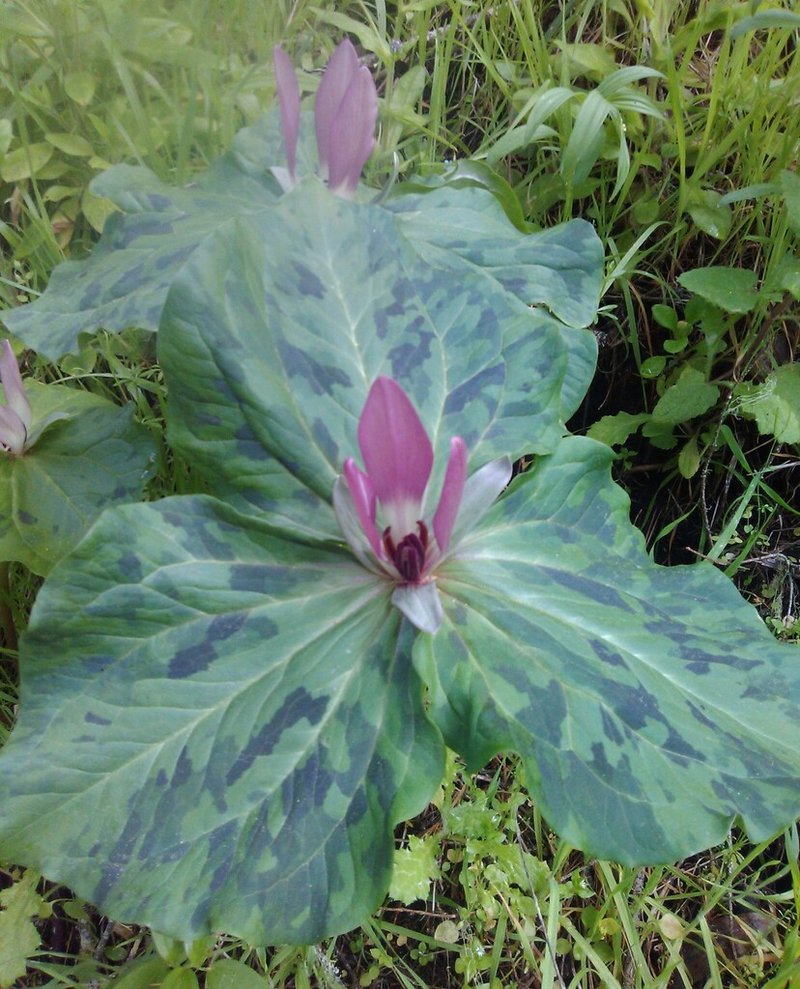 Wildrobin Casino Guide to Bonus and Free Spins Offers Worldwide in Global